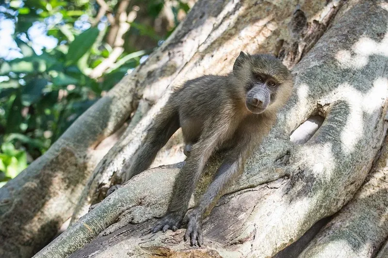 1-Day Private Tour to Lake Manyara National Park Tanzania Safari