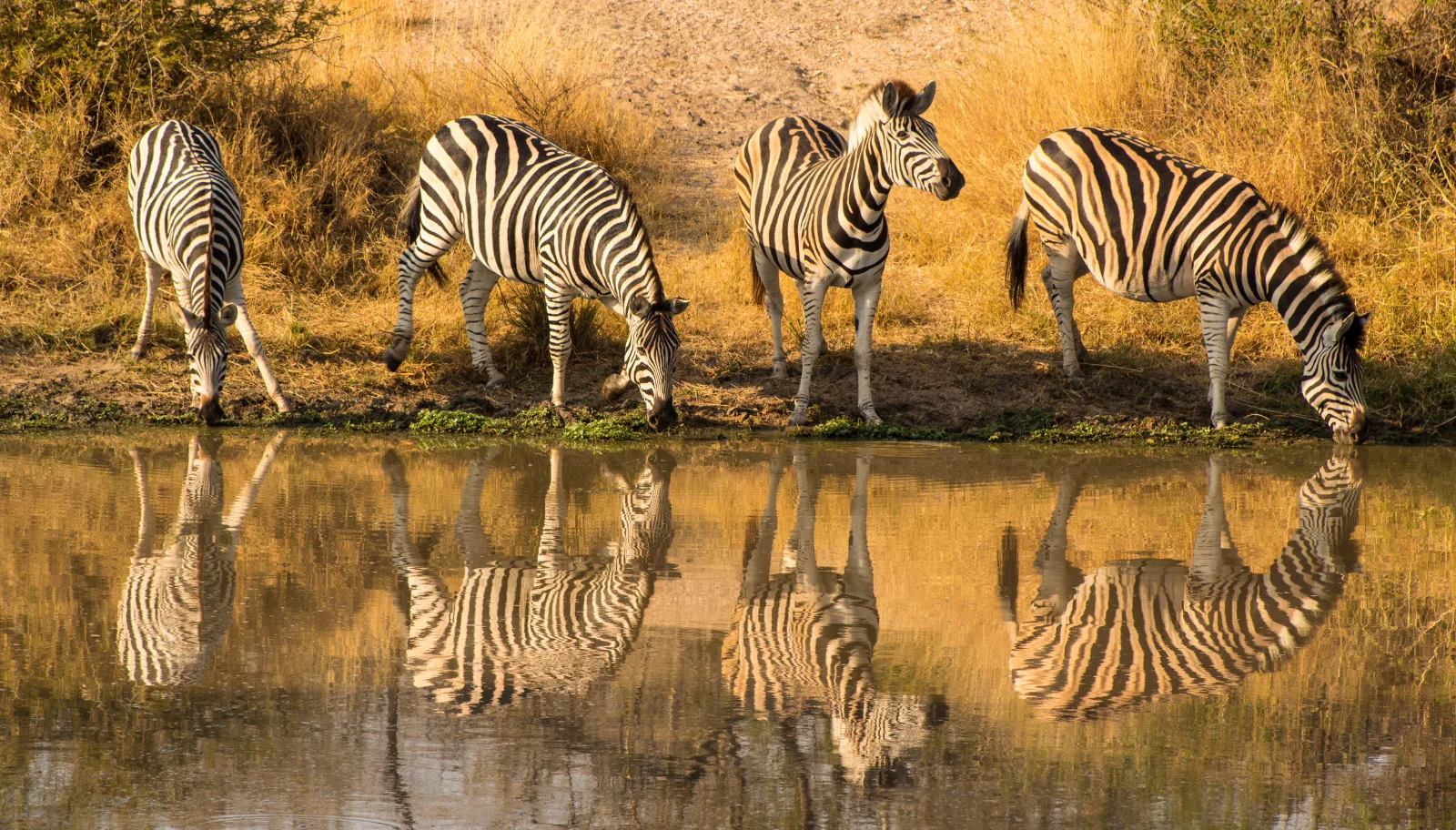 12-Day Discovering Tanzania and Zanzibar Safari - Tanzania safari gallery image