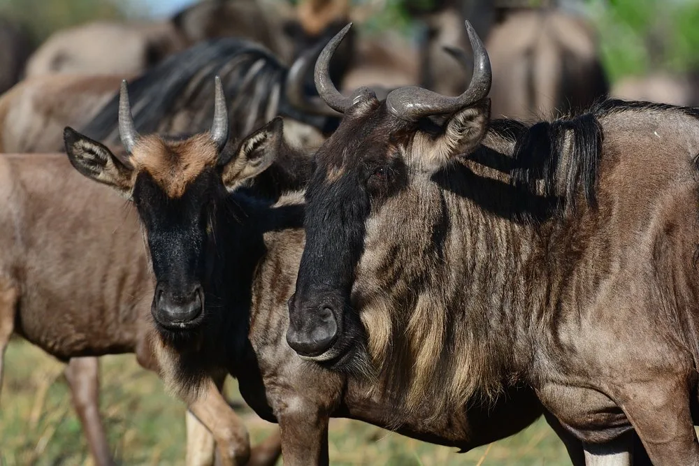 2 Days Amazing Trip to Ngorongoro Crater & L Eyasi gallery image