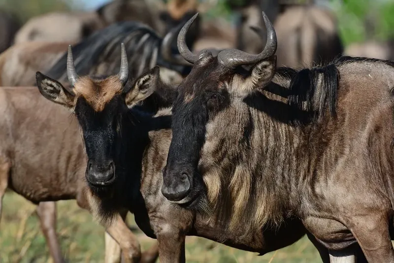 11-Day Discover the Great Migration in Kenya & Tanzania