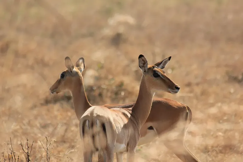 1-Day Safari Thrill to Nyerere NP from Zanzibar - Tanzania safari gallery image