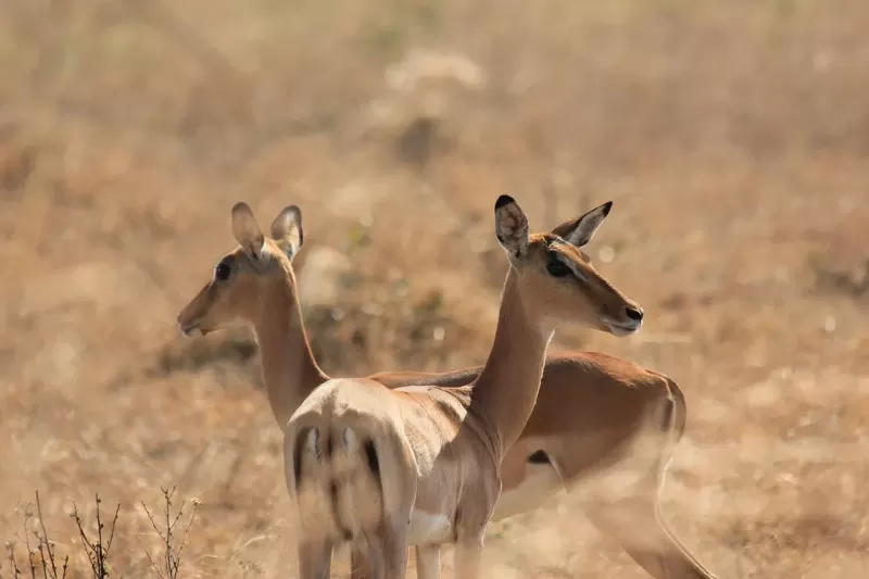 2 Days 1 Night Discover Mikumi National Park gallery image