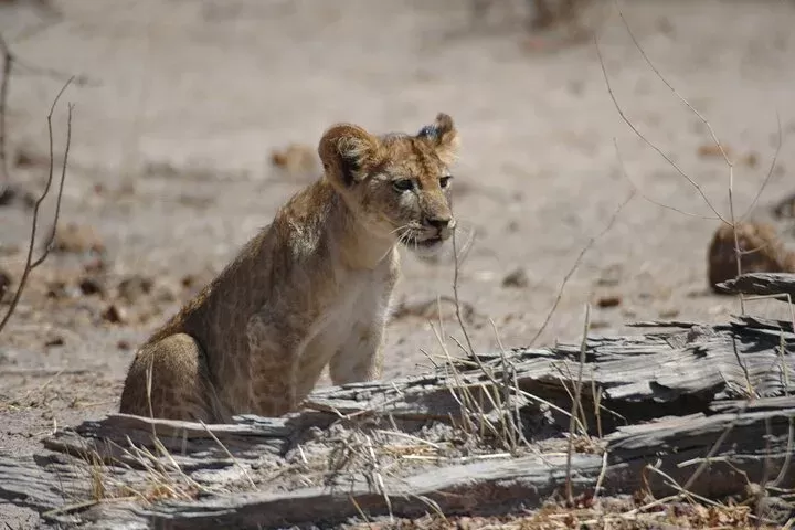2 Days Ruaha Magnificent Game Drive