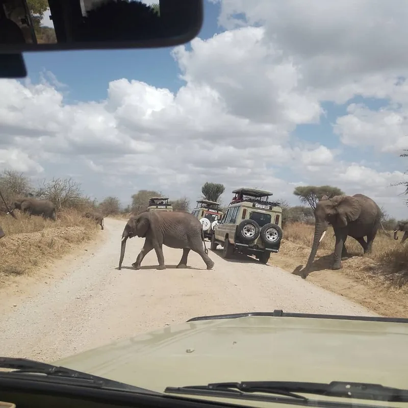 1 Day Day Trip to Ruaha National Park Things to do