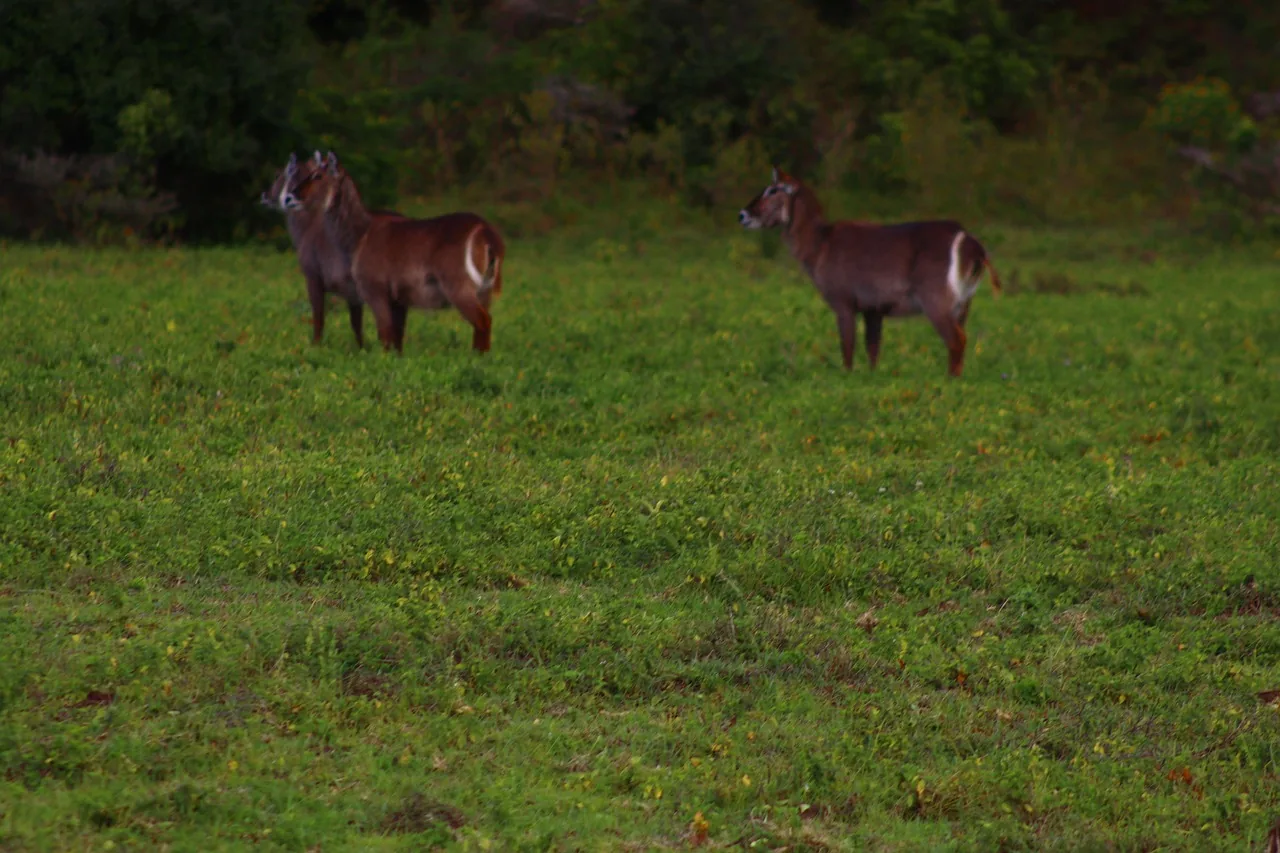 1-Day From Livingstone Chobe Land and River Safari hero photo
