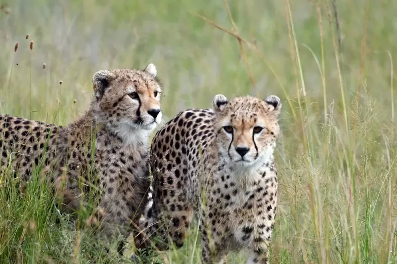 8-Days Private Mid-Range Serengeti Wildebeests Migration - 2026 2027 gallery image