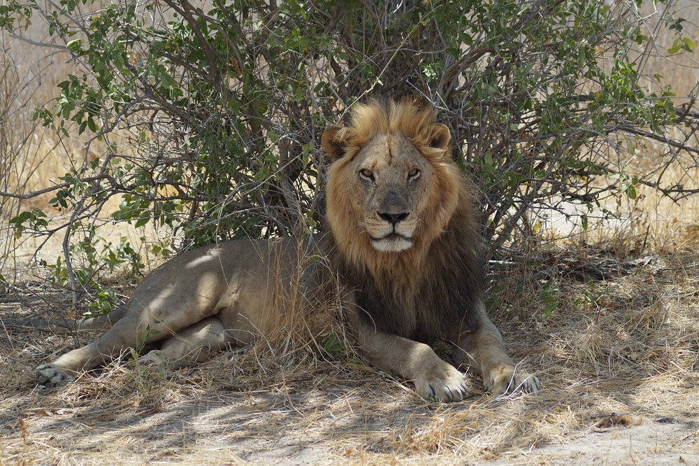2 Days Trip Safari to Ruaha National Park gallery image