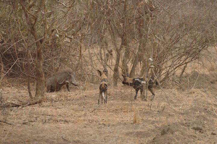 2 Days Ruaha Magnificent Game Drive gallery image