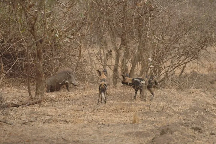 2 Days Ruaha Magnificent Game Drive gallery image