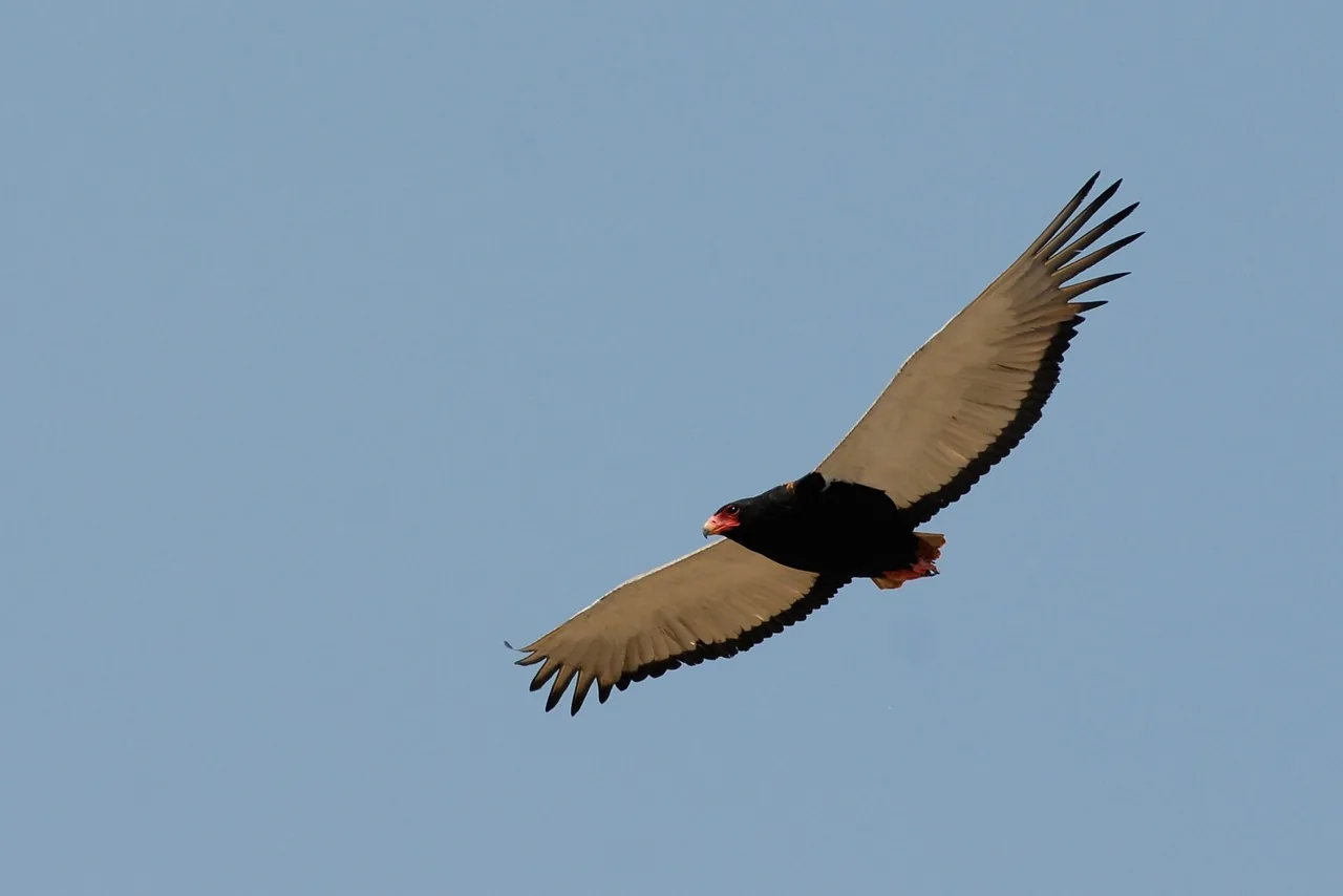 16-Day Zimbabwe Botswana Game Trail hero photo