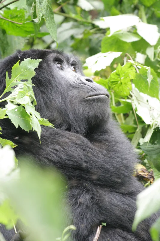 5-Day Safari Trip to Rwanda and Gorillas - Rwanda