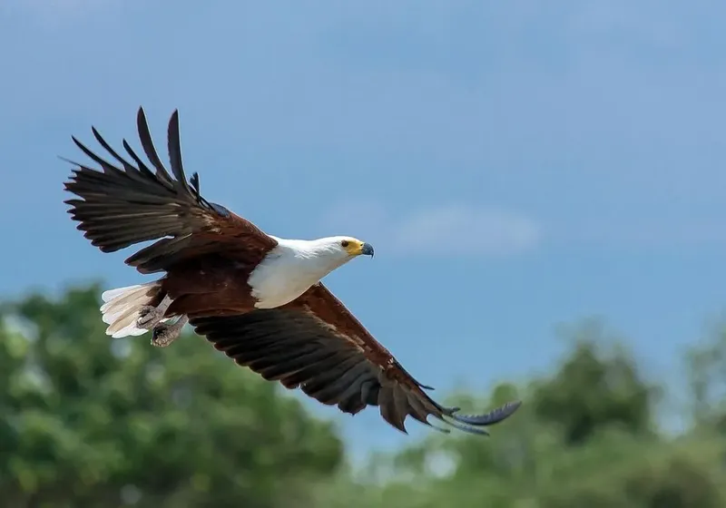 14-Day Zambia's Big Migrations