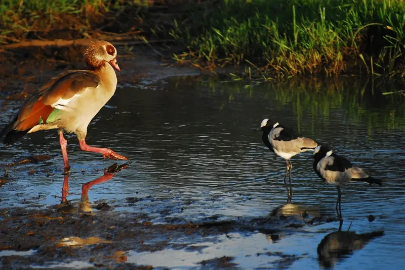 1-Day Nairobi National Park and City Tour Experience - Kenya safaris gallery image
