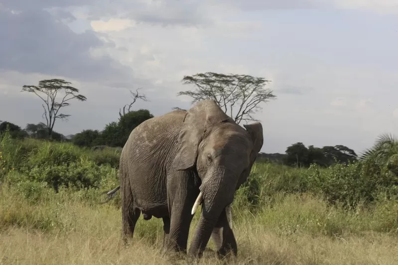 Discounted Majestic 10-Day Mid Luxury Beach Holiday & Safari in Tanzania - Tanzania safari