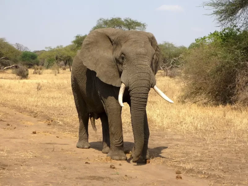 1-Day Amboseli Park - Best Kilimanjaro View Safari - Kenya tours