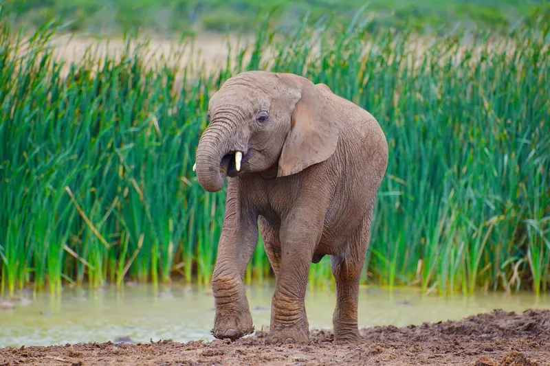 1-Day Nairobi National Park and City Tour Experience - Kenya safaris gallery image