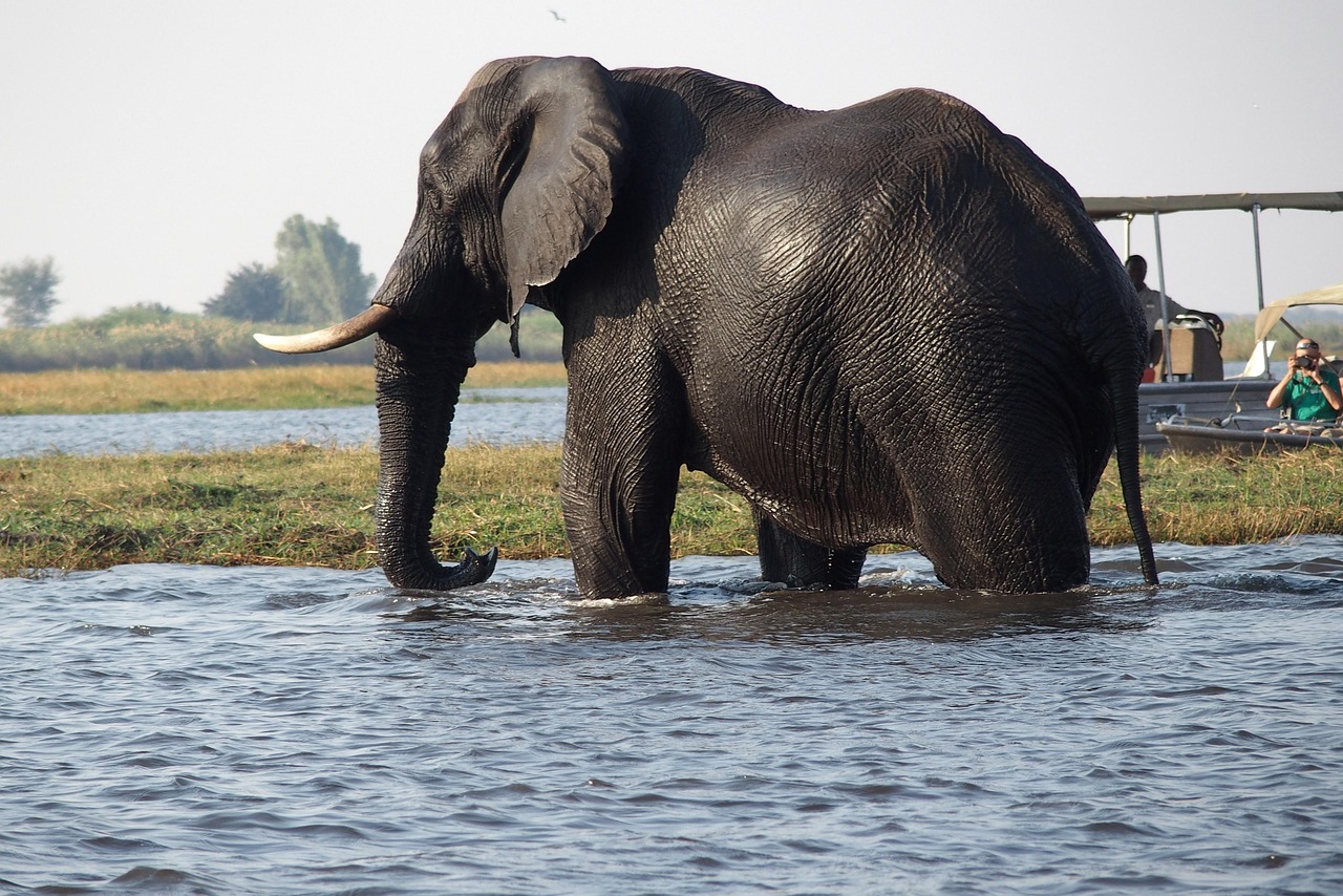 2-Day Chobe Land and River - Quadripoint+Camping in Bush gallery image