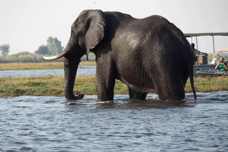 5-Day Victoria Falls Safari Club & Chobe Luxury Tour gallery image