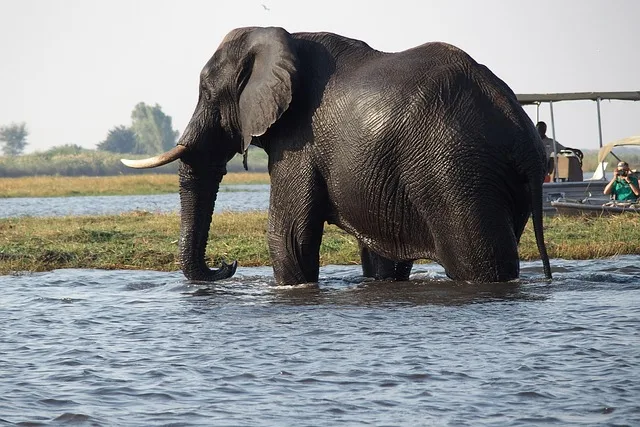 4-Day Luxury Mobile Safari in Khwai gallery image