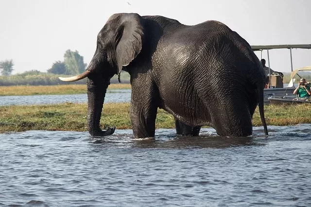 4-Day Luxury Mobile Safari in Khwai gallery image