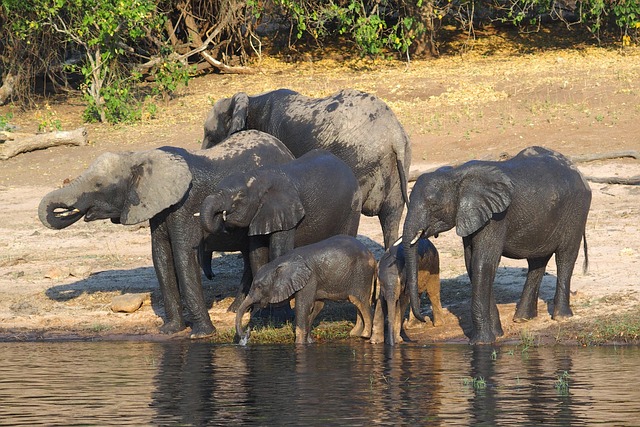 2-Day Easy Camping in Chobe gallery image