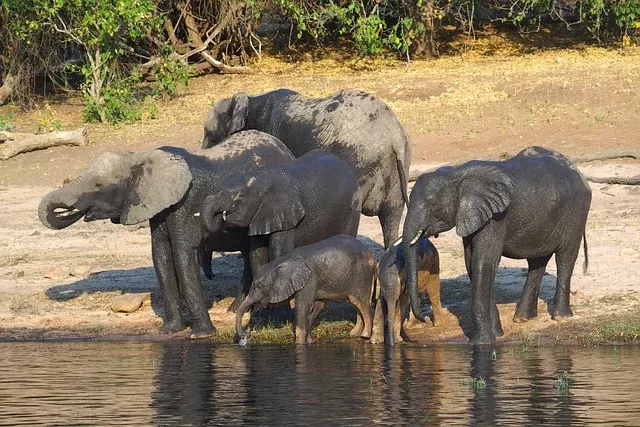 2-Day Chobe and Victoria Falls Combo in Midrange Lodge gallery image