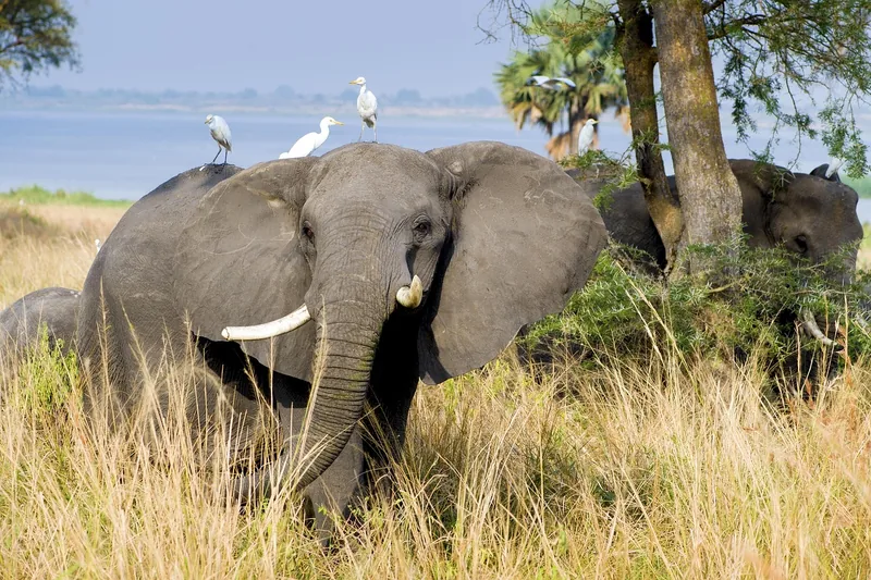 2-Day Nyerere National Park Game Drive and Boat Safari - Tanzania safari