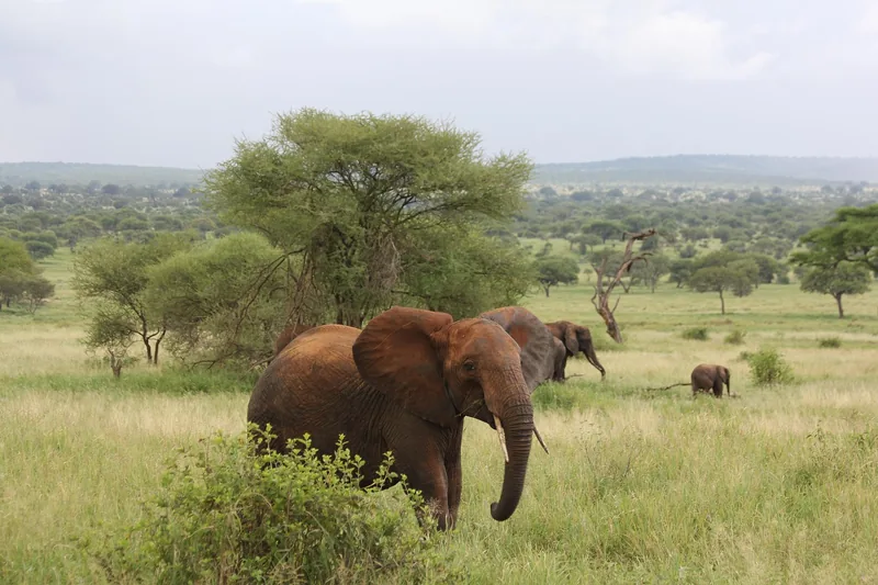 2-Day Magnificent Chobe National Park Camping Safari gallery image