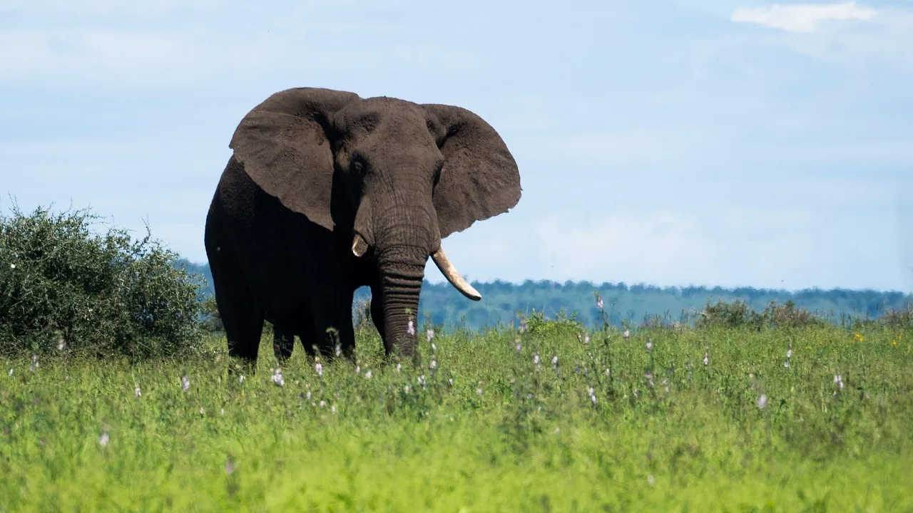 8-Day Uganda Luxury and Big Five Wildlife Safari gallery image
