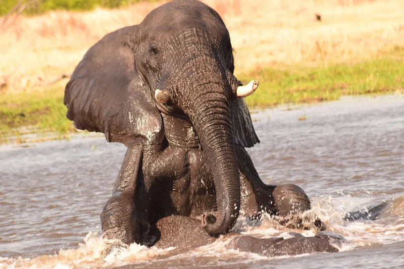 13-Day Botswana Trans Kalahari Camping Safari gallery image