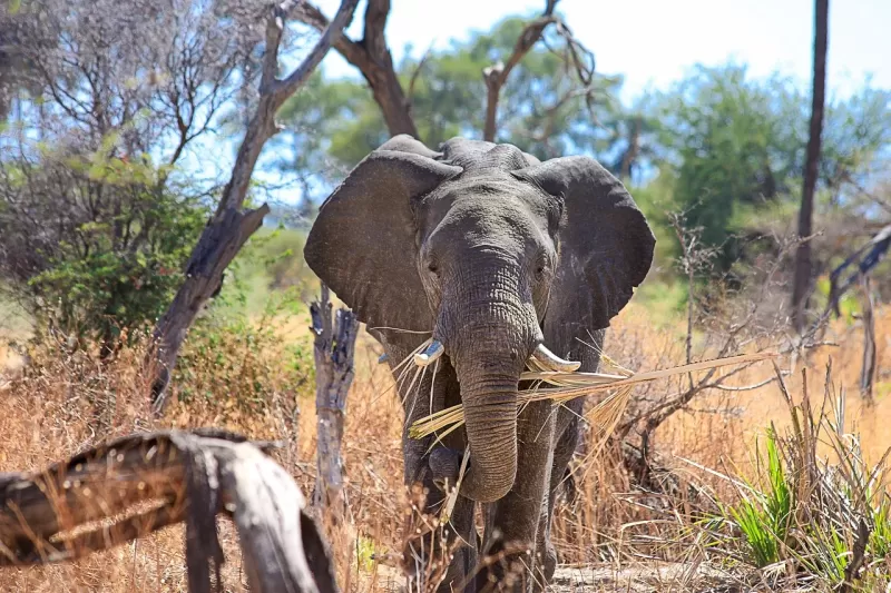 14-Days  Walking Safari in South Africa and Swaziland gallery image
