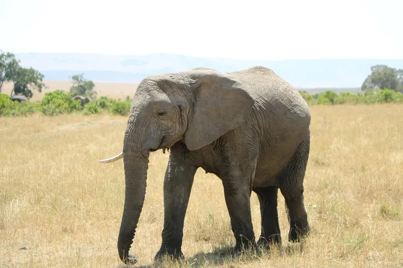 1-Day Trip to Home of Black Rhinoceros - Tanzania safari gallery image