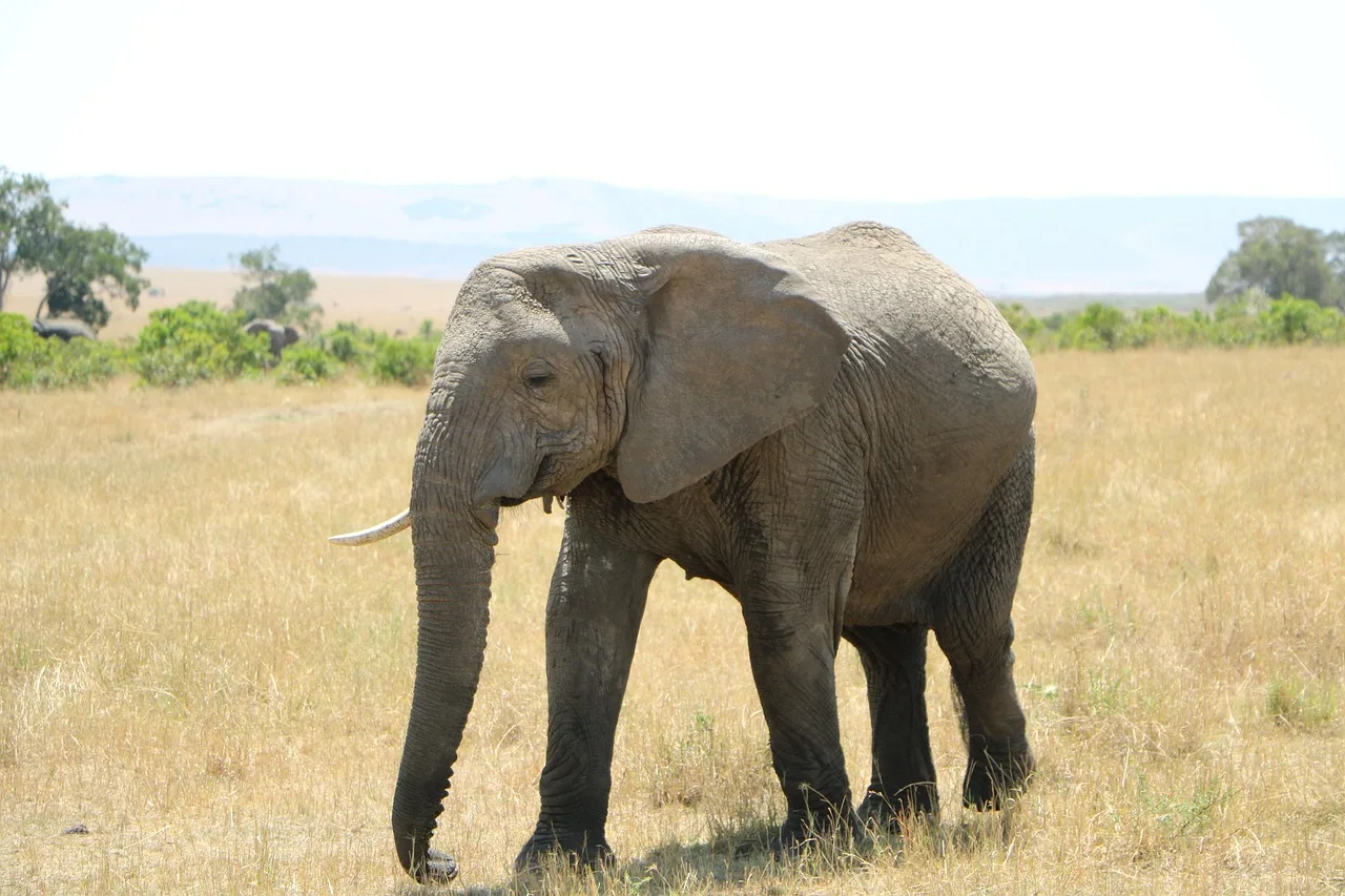 7-Day Delta Luxury Safari Special - 2 Free Nights gallery image