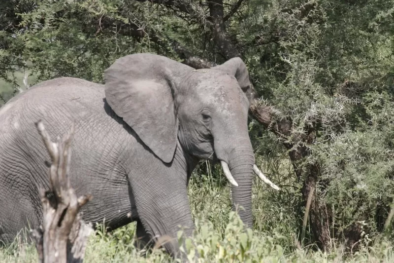 4-Day Botswana Walking Safari gallery image