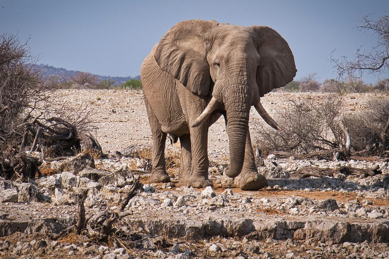 5-Day Nguni Lodge Mid-Range Tour gallery image