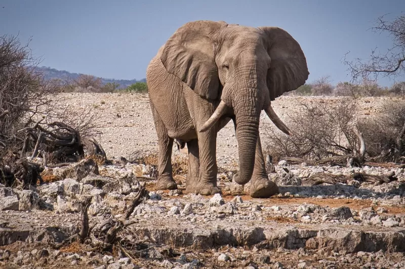 5-Day Nguni Lodge Mid-Range Tour gallery image