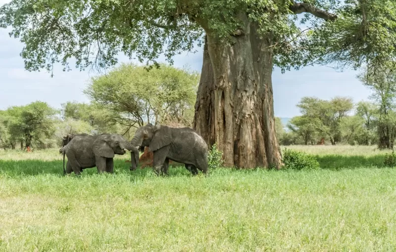 7-Day Authentic Botswana Safari in Linyanti & Khwai gallery image