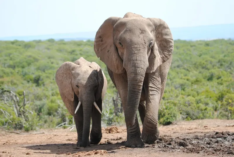 10-Day Malawi Culture and Wildlife gallery image