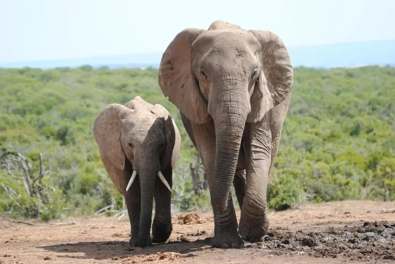 1-Day Lilongwe City Tour