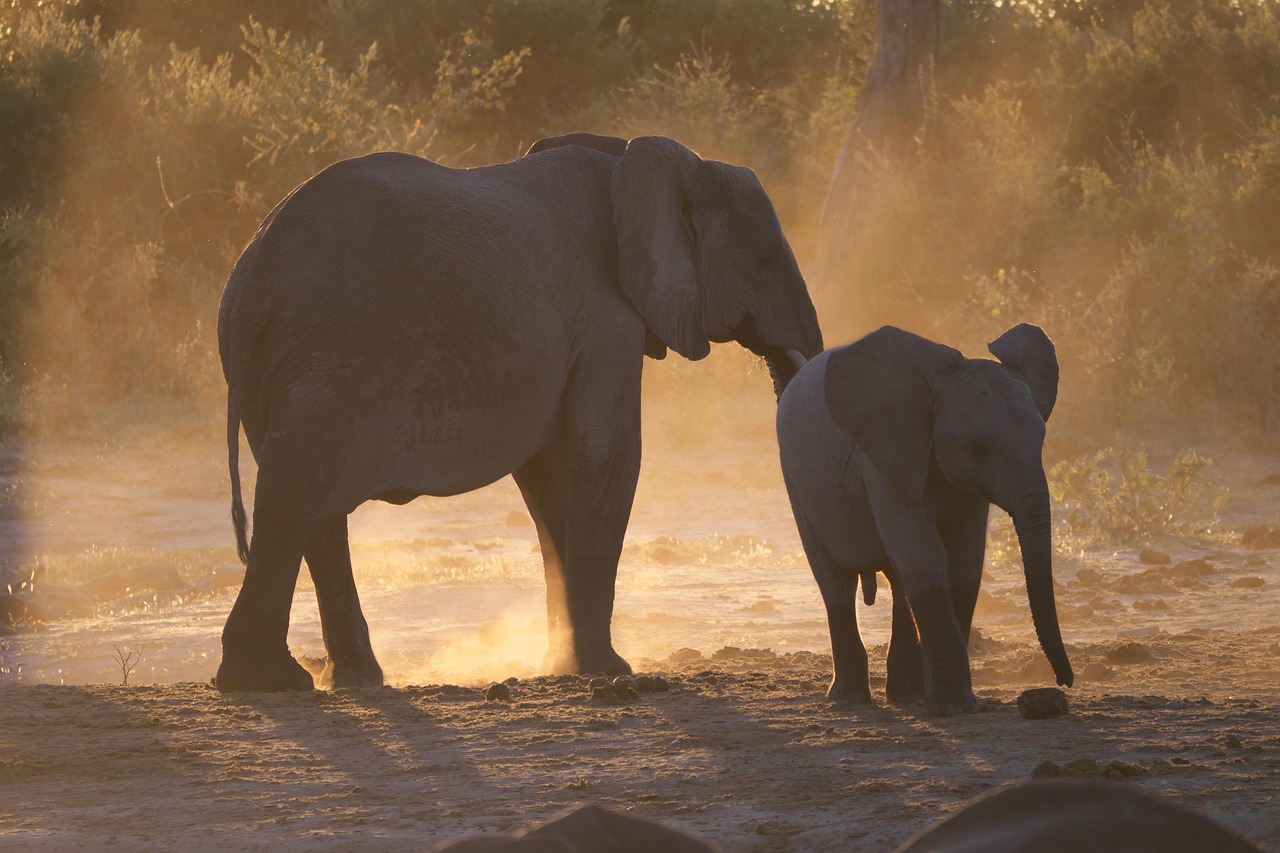 1-Day Chobe Land and River Safari + 1 Hour Tiger Fishing gallery image