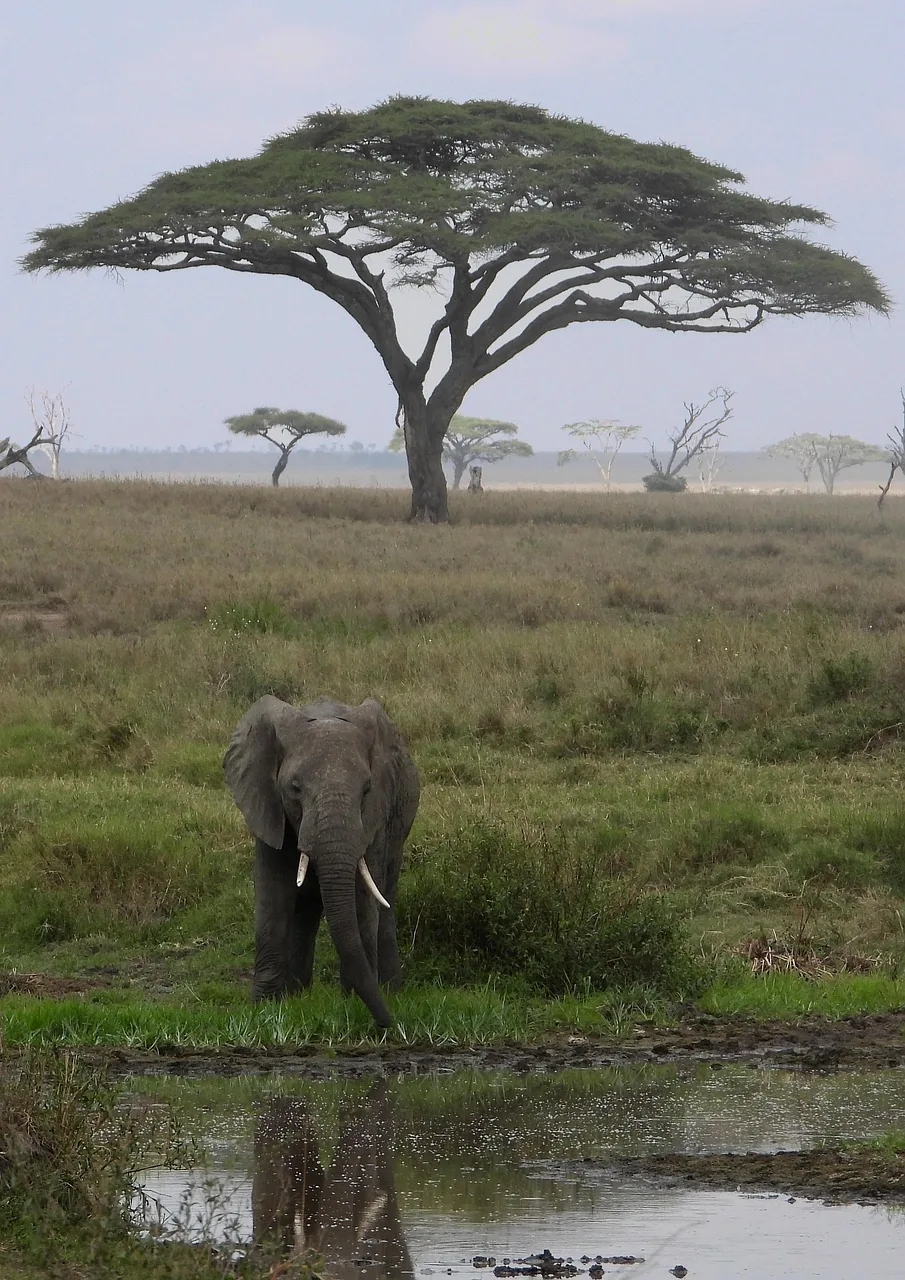 2-Day Tarangire & Ngorongoro Crater Mid-Range Safari - Tanzania safari hero photo