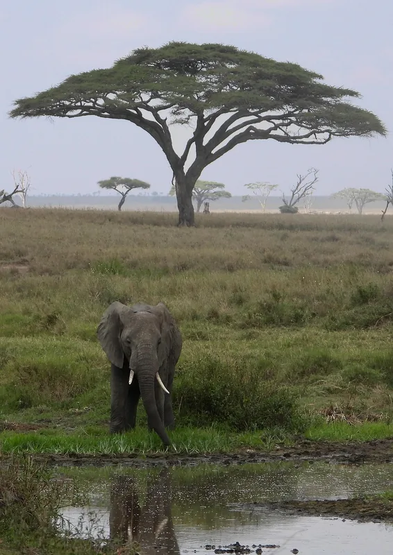 2-Day Tarangire & Ngorongoro Crater Mid-Range Safari - Tanzania safari