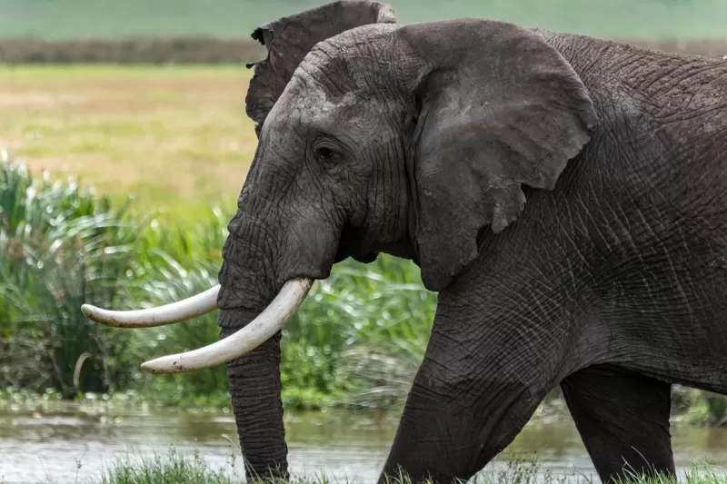 2-Day Express Chobe Land + River Safari with Camping gallery image