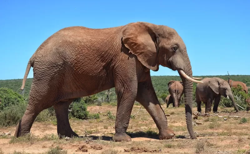 11-Days  Cape Town, Kruger Park and Victoria Falls