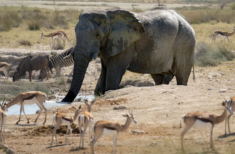 4-Day Nyerere & Mikumi Wildlife Lodge Safari  - Tanzania safari