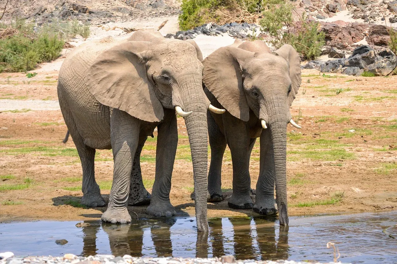 2-Day Tsavo West National Park Group Safari - Kenya safaris hero photo