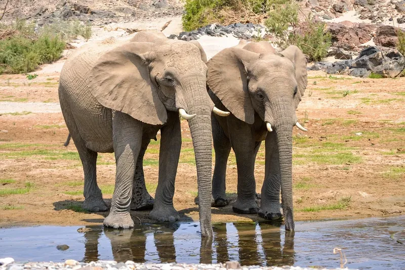 2-Day Tsavo West National Park Group Safari - Kenya safaris