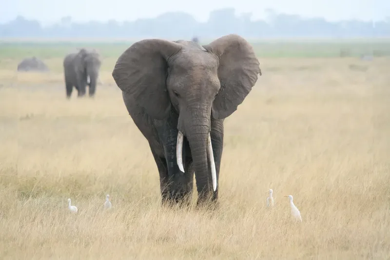 2-Day Tarangire and Ngorongoro Group Camping Safari - Tanzania safari gallery image
