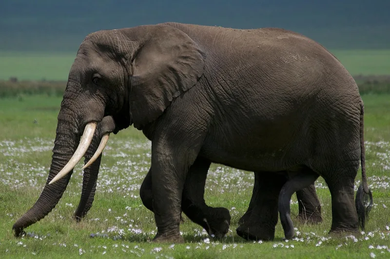 4-Day Okavango Classic Fly-in Safari at Moremi Crossing gallery image