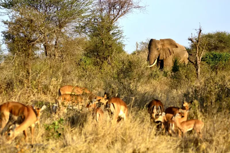 1-Day Mikumi National Park from Dar Es Salaam - Tanzania safari